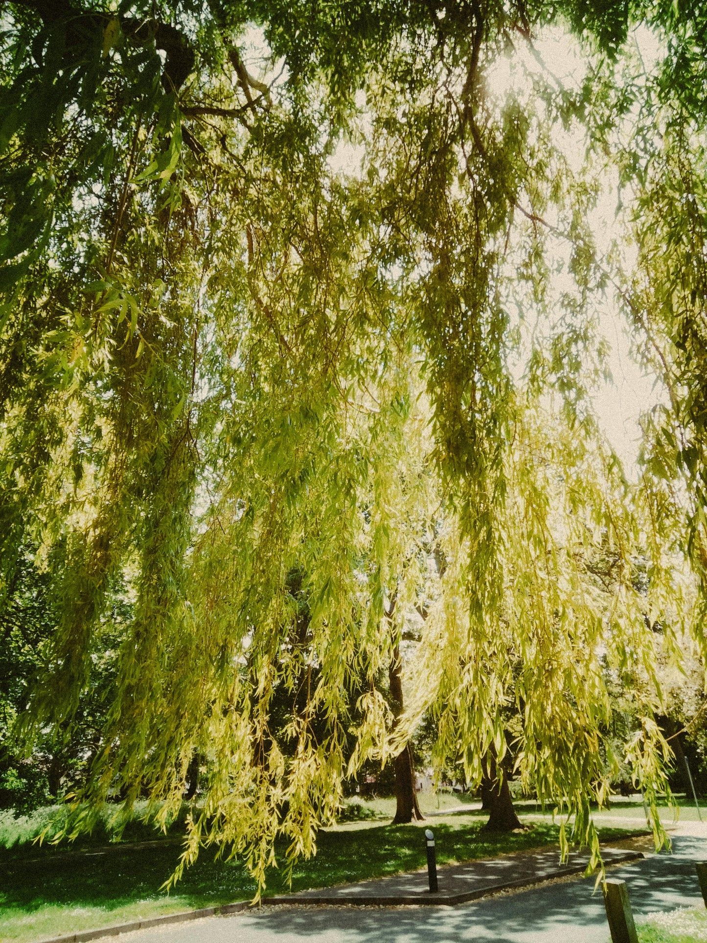 Weeping Willow - Bare Root, 2-3 ft | Salix Babylonica