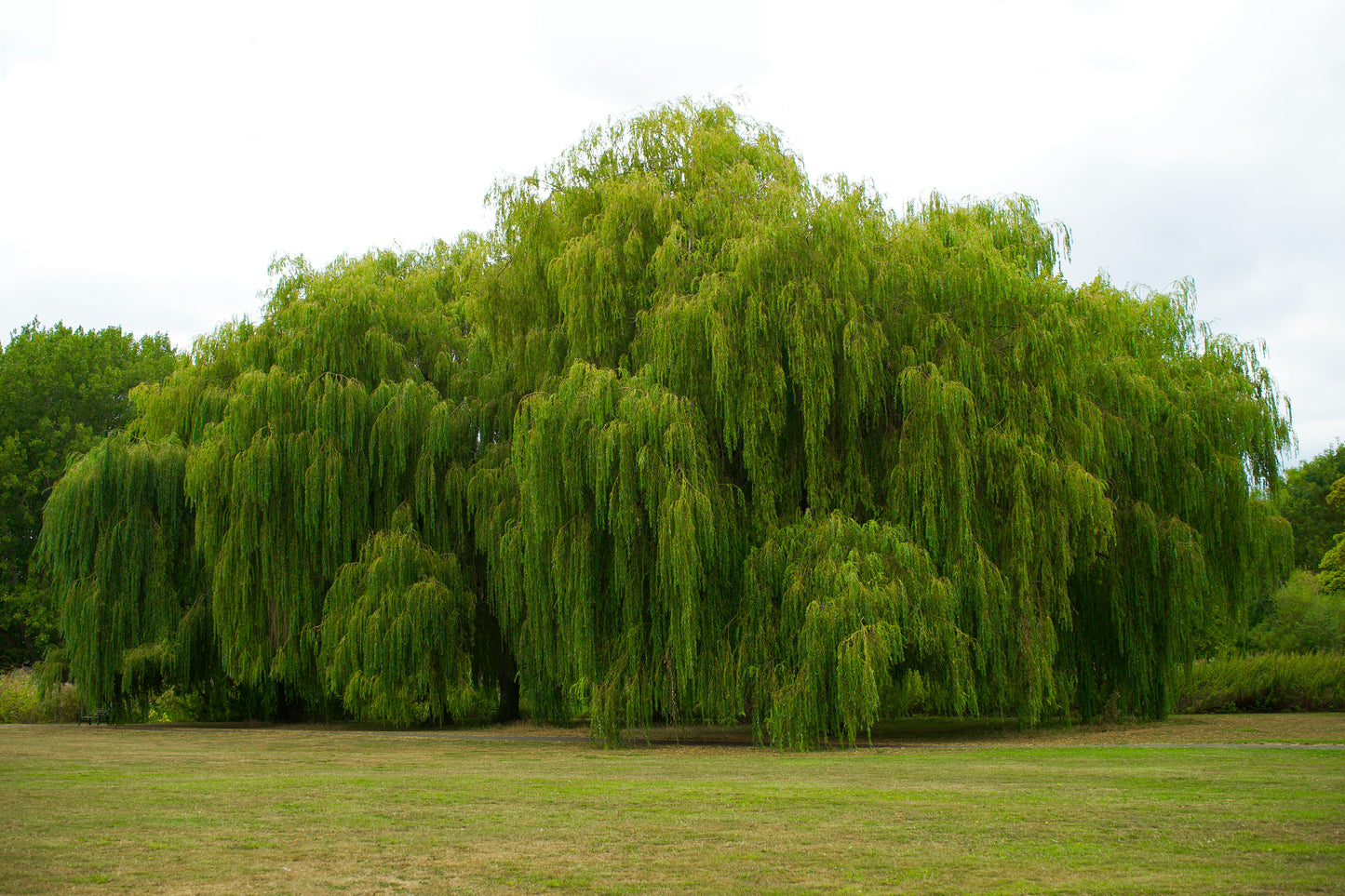 Weeping Willow - Bare Root, 2-3 ft | Salix Babylonica