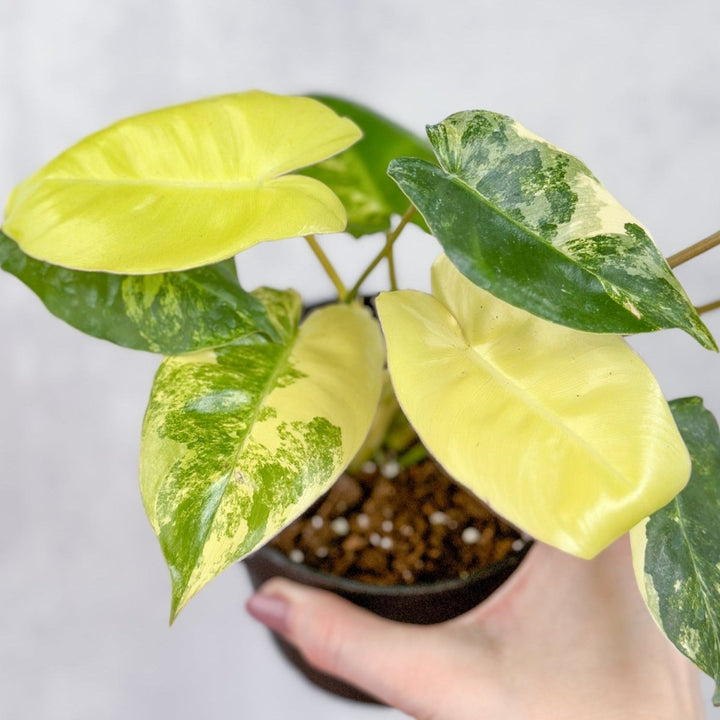albo philodendron Philodendron 'Burle Marx Albo'