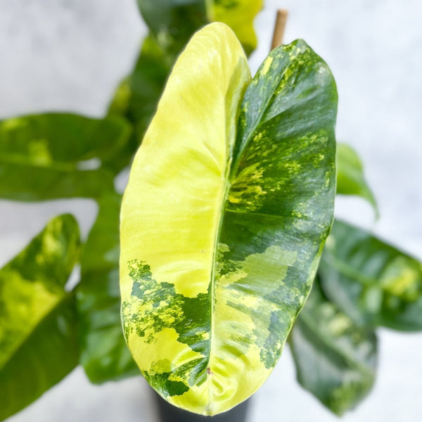 Philodendron 'Burle Marx' variegata - 4.5 Inch