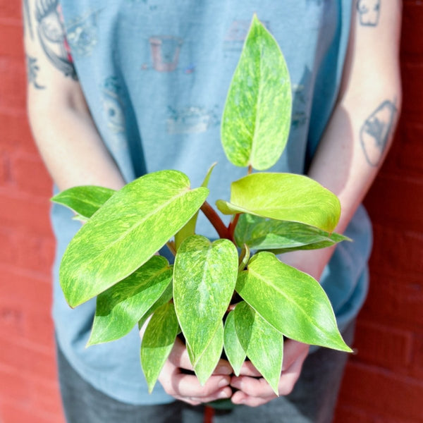 Philodendron erubescens ‘Painted Lady’ - Various SIzes