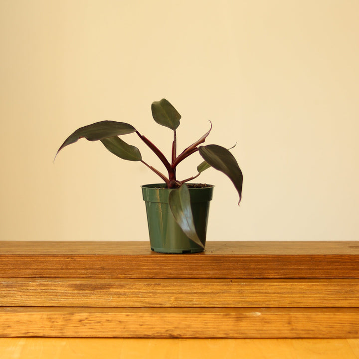 philodendron erubescens burgundy Philodendron Erubescens - 'Pink Princess Burgundy'