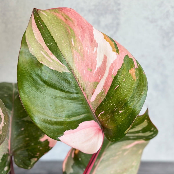 Philodendron erubescens - Pink Princess Philodendron