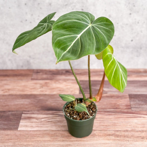 Philodendron gloriosum - Glorious Philo - 4.5 Inch