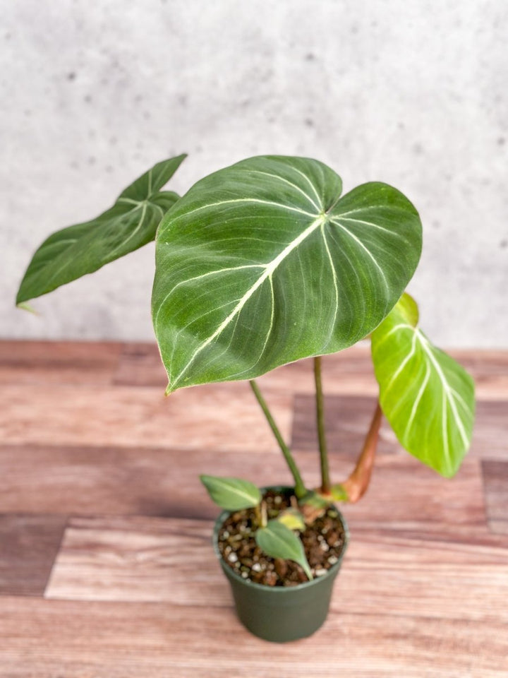 philodendron gloriosum public domain Philodendron gloriosum - Glorious Philo