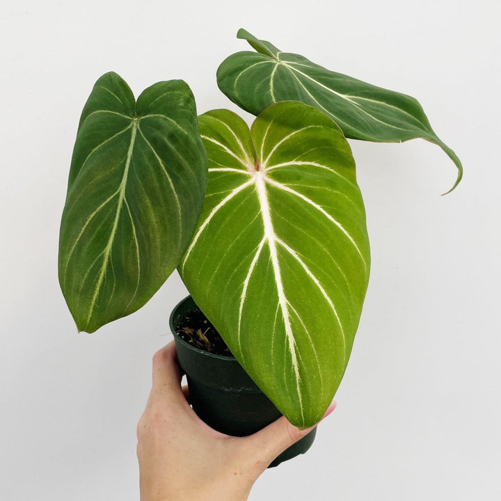 philodendron gloriosum wholesale Philodendron gloriosum - Glorious Philo