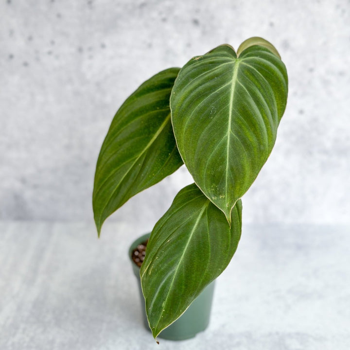 philodendron gloriosum pole Philodendron gloriosum x melanochrysum