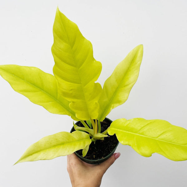 Philodendron 'Golden Crocodile' - Golden Crocodile Philodendron - 4.5 Inch