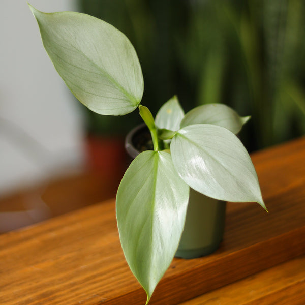 Philodendron Hastatum 'Silver Sword'