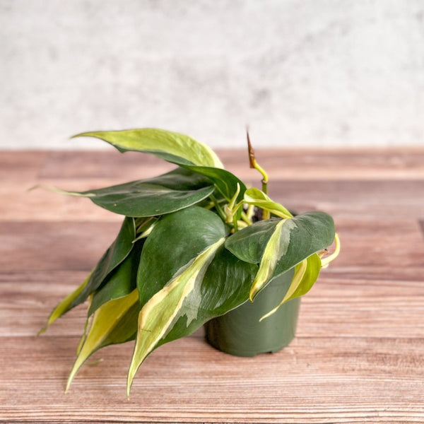 Philodendron hederaceum 'Silver Stripe'