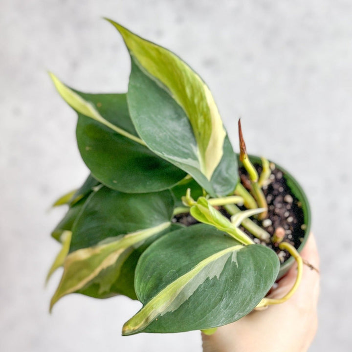 philodendron hederaceum hoffmannii Philodendron hederaceum 'Silver Stripe' – Northern Ridge Nursery