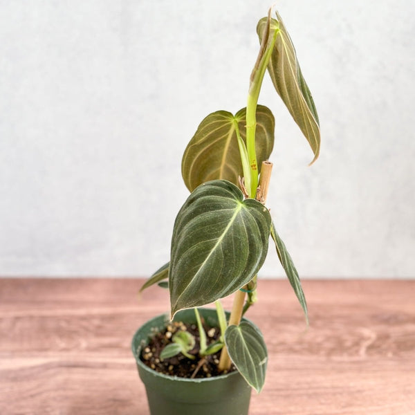 Philodendron melanochrysum - Black Gold Philodendron