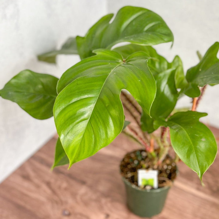 red bristle philodendron Philodendron squamiferum