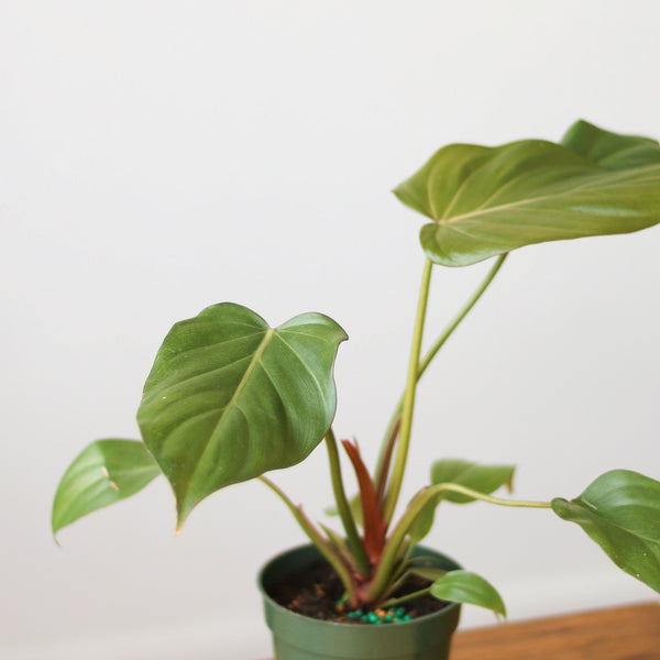 Philodendron 'Summer Glory' - Various Sizes