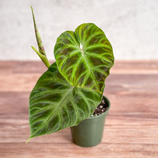 Philodendron verrucosum - Verrucosum Philodendron