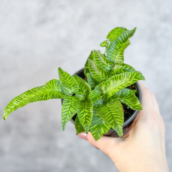 Phlebodium aureum ‘Mandianum’ - Golden Zebra Fern