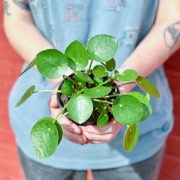 Pilea Peperomioides 'Friendship Plant' - 4 Inch