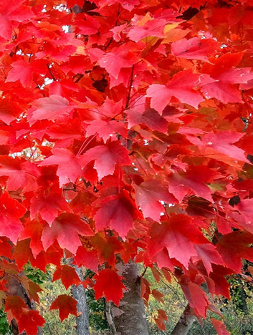 Red Maple Tree - 2-3 ft | Acer rubrum