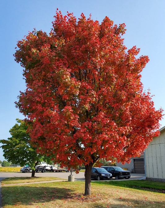 Red Maple Tree - 2-3 ft | Acer rubrum