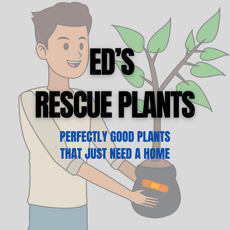 Rescue Plant - Various Sizes – Northern Ridge Nursery