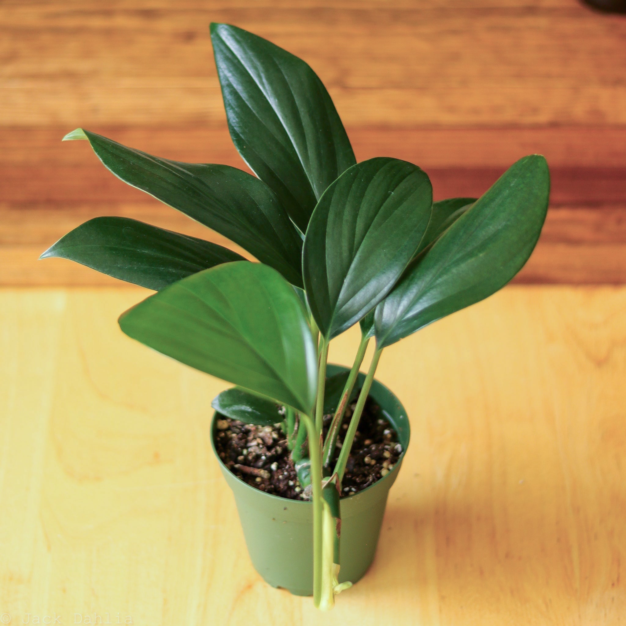 Rhaphidophora Decursiva 'Dragon Tail' – Northern Ridge Nursery