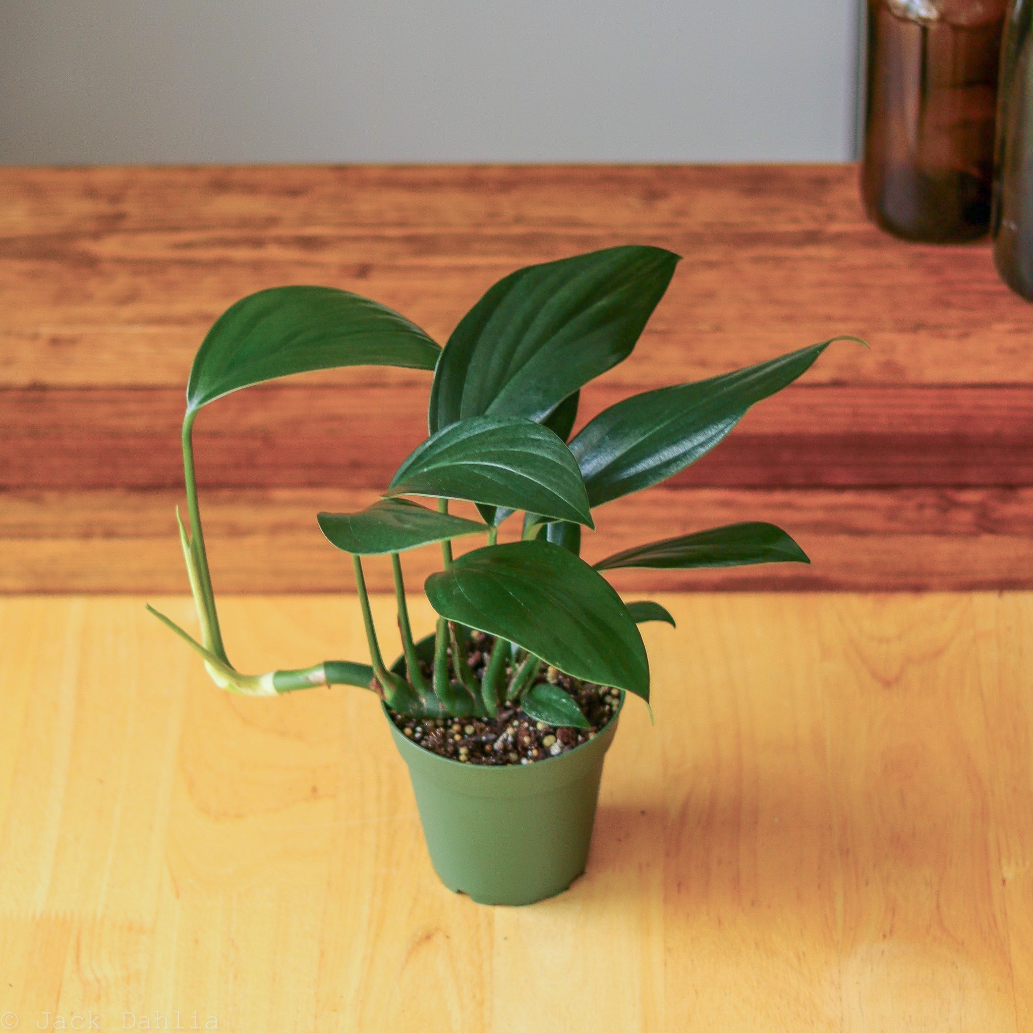 Rhaphidophora Decursiva 'Dragon Tail' – Northern Ridge Nursery
