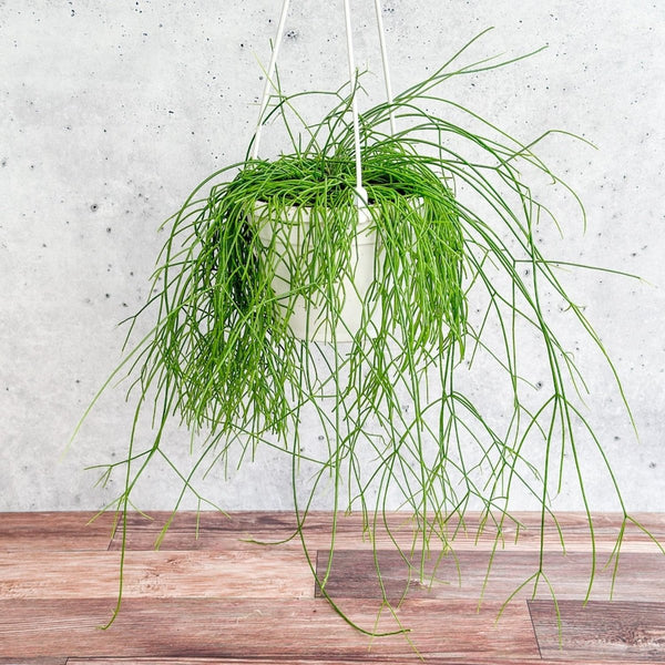 Rhipsalis burchellii - Mistletoe Cactus - Hanging Basket