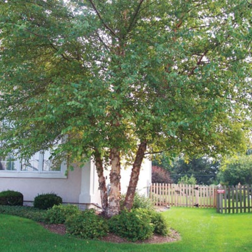 River Birch Tree (3-Pack) – 18-24 in | Betula nigra