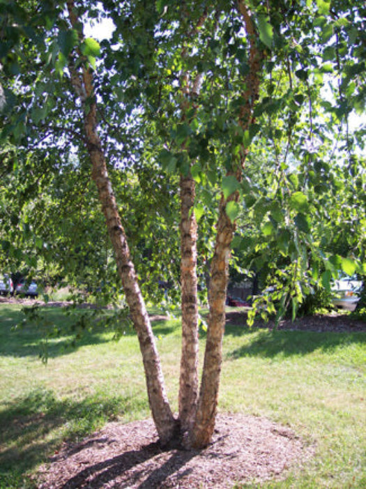 River Birch 3-Pack (Betula nigra), photo 3 of 3