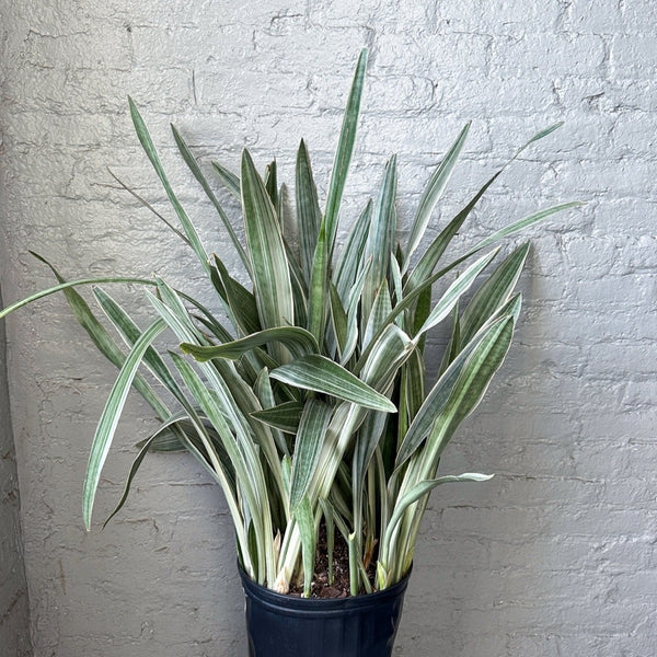 Sansevieria Sayuri 'Metallica' Floor Plant