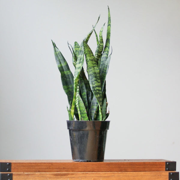 Sansevieria Trifasciata ‘Black Coral Snake Plant'