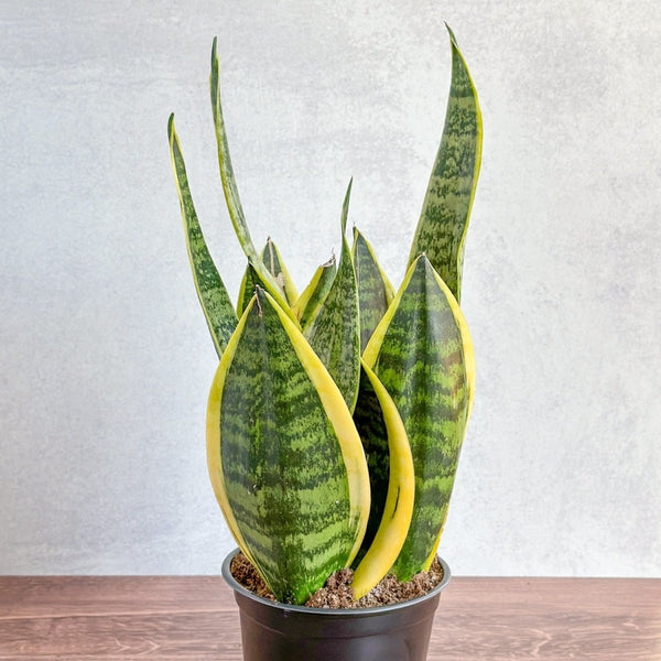 Sansevieria Trifasciata ‘Laurentii’ - 8" Snake Plant