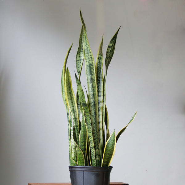 Sansevieria trifasciata ‘Laurentii’ Floor Plant