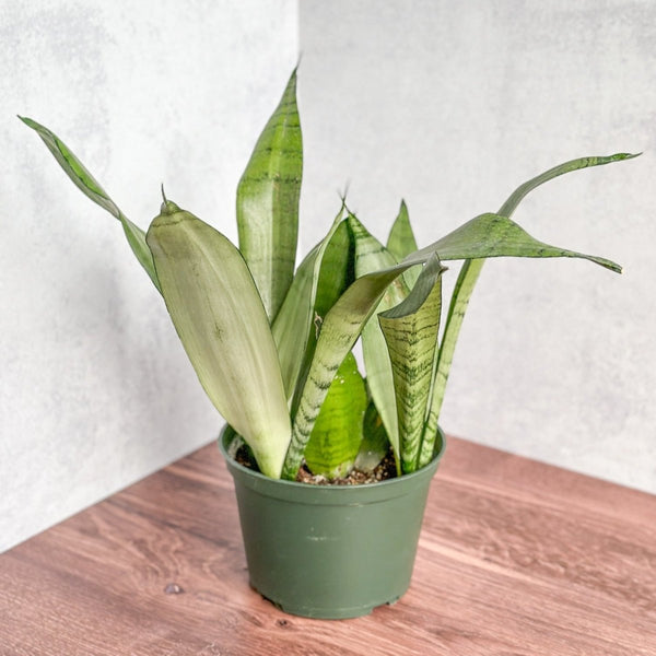 Sansevieria trifasciata 'Moonshine' - Various Sizes