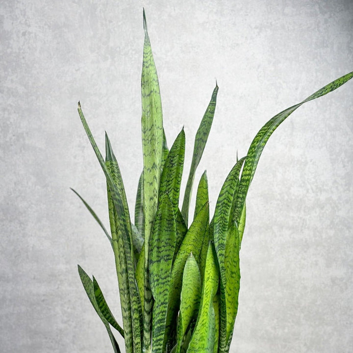 sansevieria pronunciation Sansevieria zeylanica 'Bowstring Hemp'