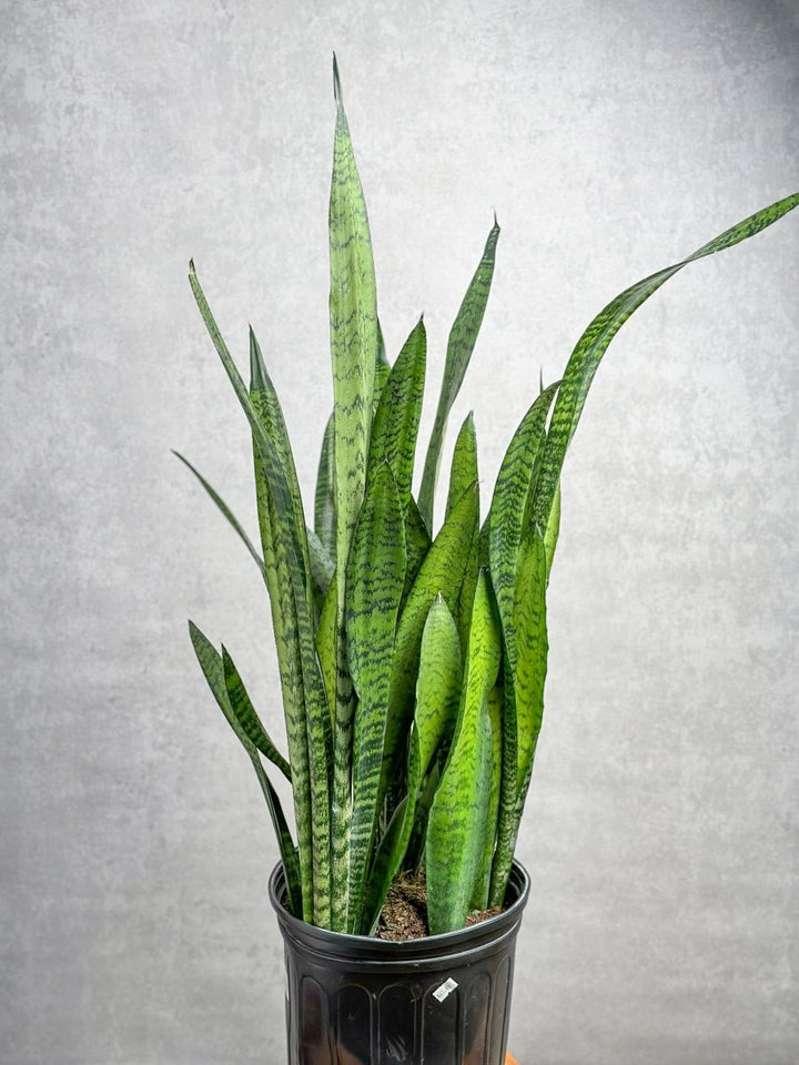 sansevieria roxburghiana tamil name Sansevieria zeylanica 'Bowstring Hemp'