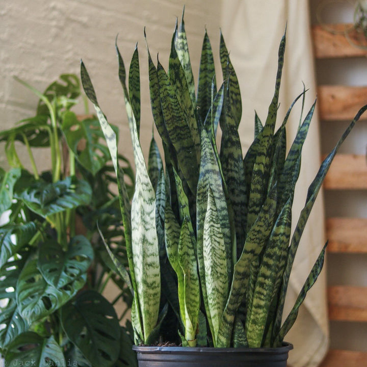 bayonet sansevieria Sansevieria zeylanica 'Bowstring Hemp'