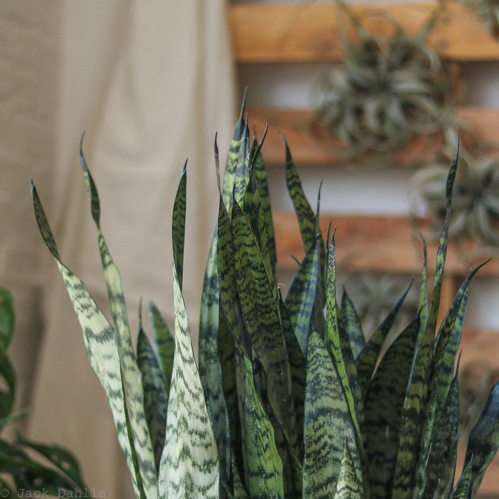 viper's bowstring hemp indoor plants Sansevieria zeylanica 'Bowstring Hemp'