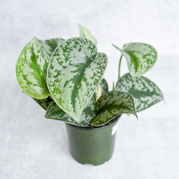 Scindapsus Pictus Argyraeus 'Satin Pothos'