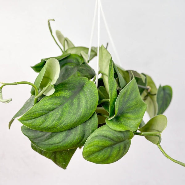 Scindapsus pictus ‘Jade’ - Green Scindapsus Hanging Basket