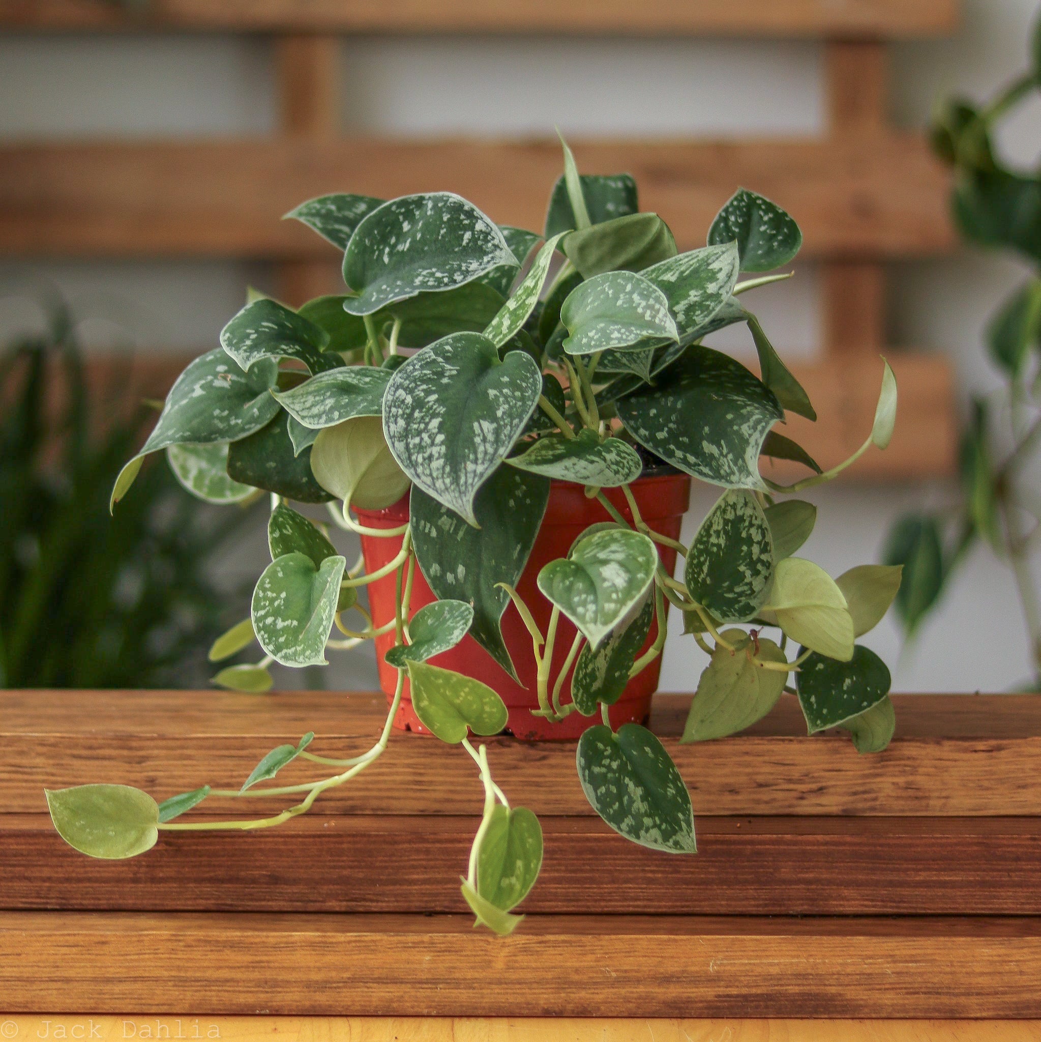 silver pothos hanging Scindapsus Pictus 'Silvery Anne' - Silver Pothos