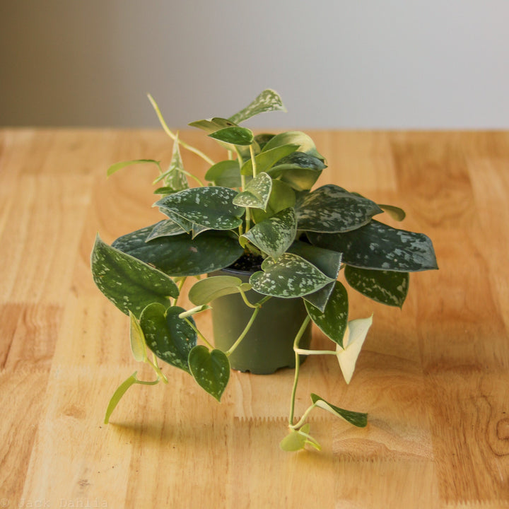 pothos silvery ann Scindapsus Pictus 'Silvery Anne' - Silver Pothos