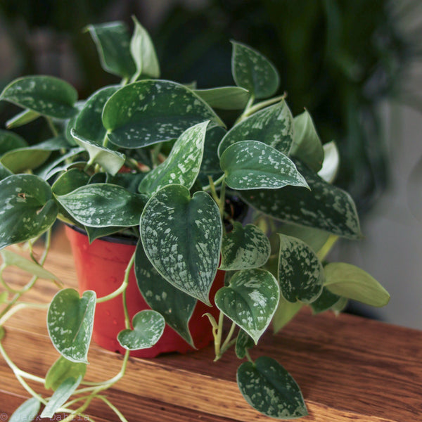 Scindapsus Pictus ‘Silvery Anne’ - Silver Pothos - Various Sizes