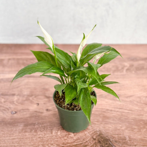 Spathiphyllum 'Peace Lilly'