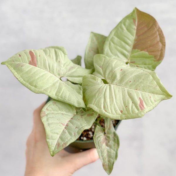 Syngonium 'Milk Confetti' Arrowhead Plant - 4.5 Inch