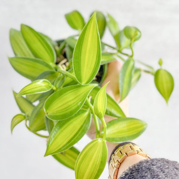 Vanilla planifolia varigated - Variegated Vanilla