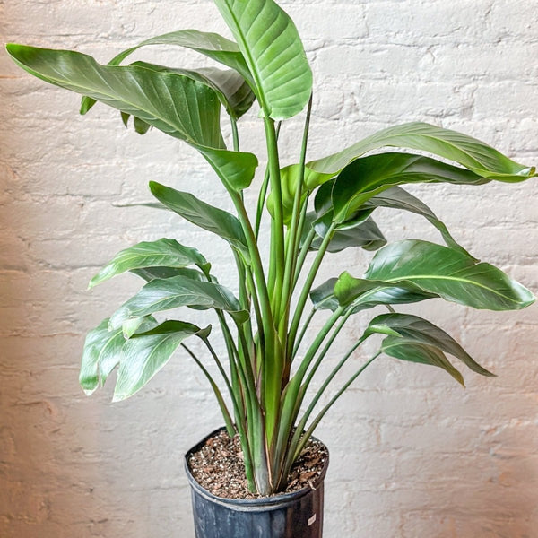 White Bird of Paradise Floor Plant