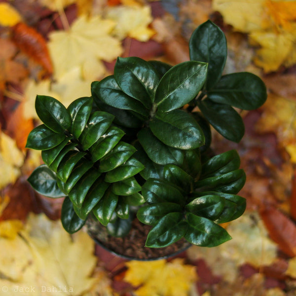 lizard pothos Epipremnum aureum 'Lizard Queen'