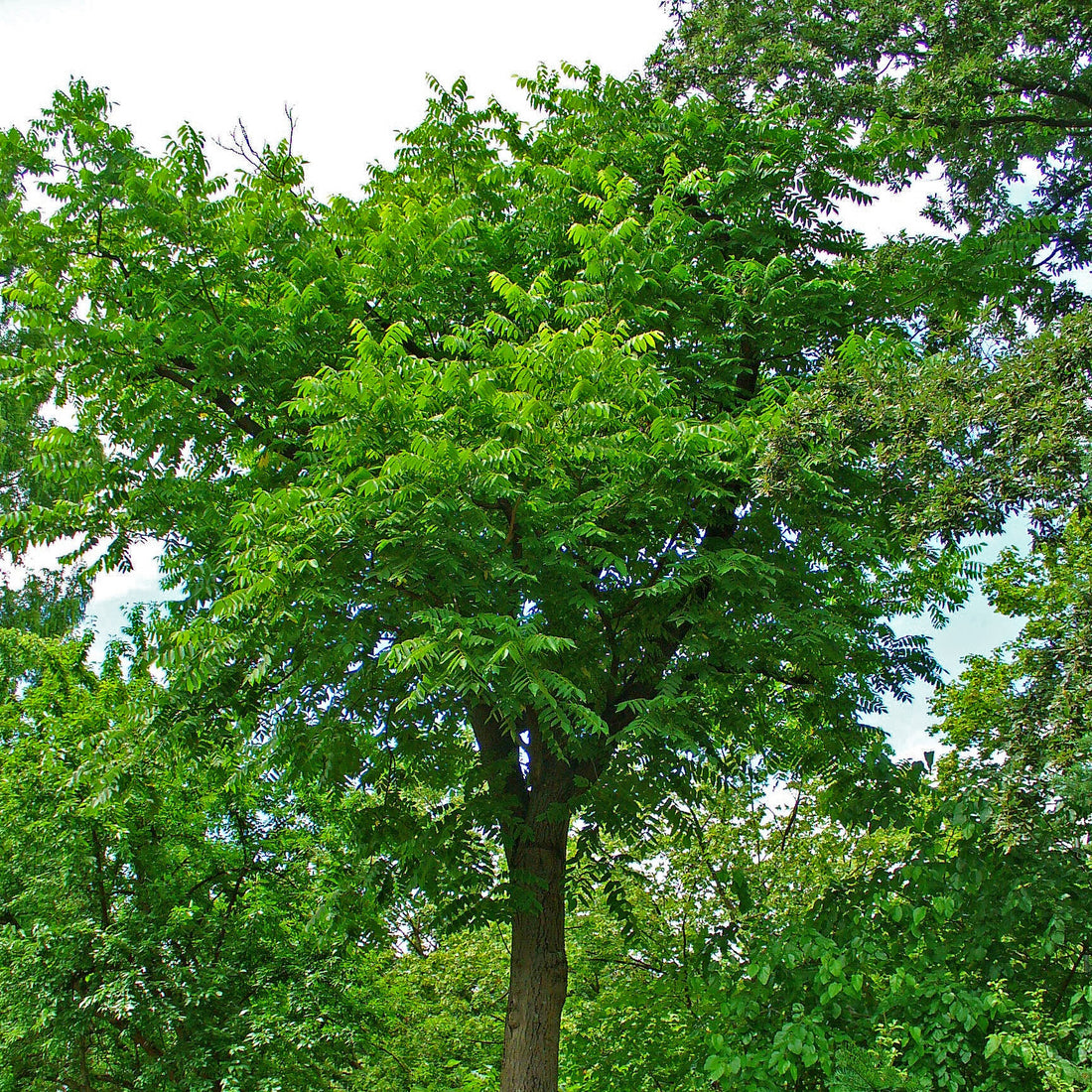 Butternut (Juglans cinerea), photo 2 of 2