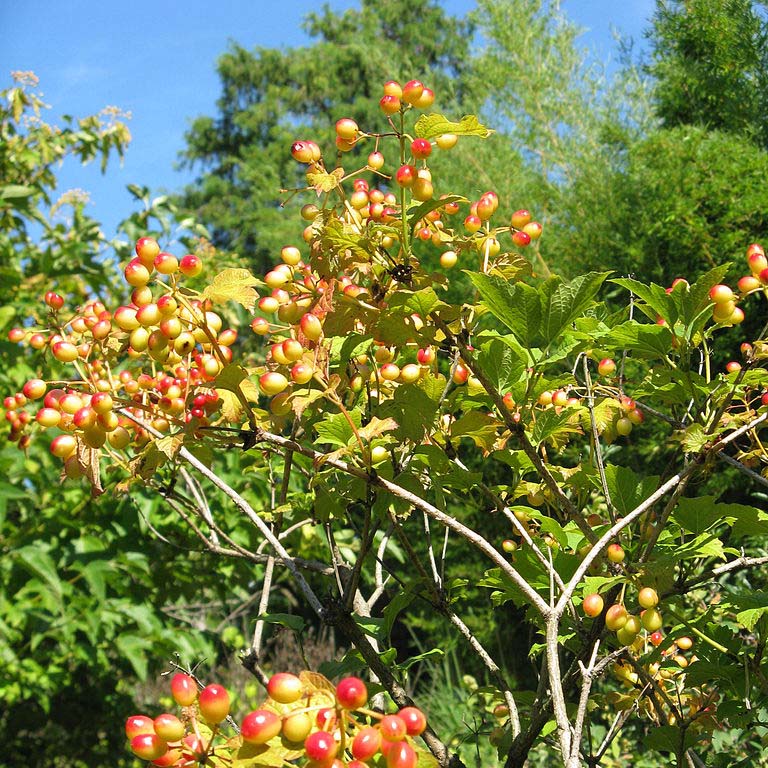 American Cranberry Bush (Viburnum trilobum), photo 2 of 2